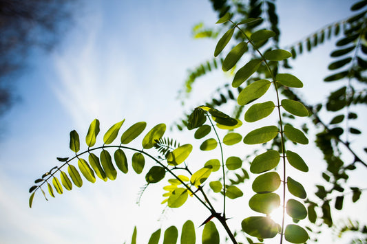 <a href="https://www.freepik.com/free-photo/green-branch-beautiful-day-with-sun_5594561.htm">Image by freepik</a>